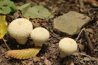 Lycoperdon perlatum image