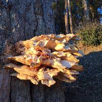 Laetiporus gilbertsonii image