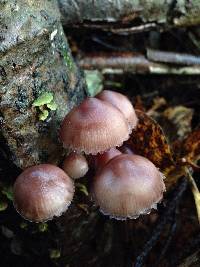 Mycena haematopus image