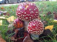 Amanita muscaria image