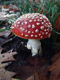 Amanita muscaria image