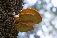 Laetiporus gilbertsonii image