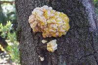 Laetiporus gilbertsonii image