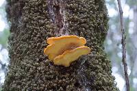 Laetiporus gilbertsonii image