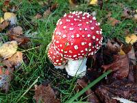 Amanita muscaria image