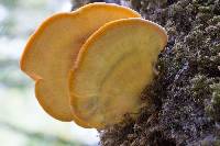 Laetiporus gilbertsonii image