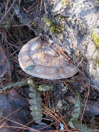 Ganoderma applanatum image