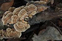 Trametes versicolor image