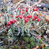 Cladonia cristatella image