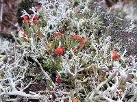 Cladonia cristatella image