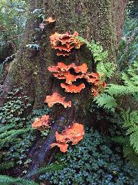 Laetiporus conifericola image