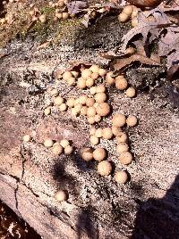 Lycoperdon pyriforme image