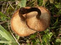 Polyporus arcularius image