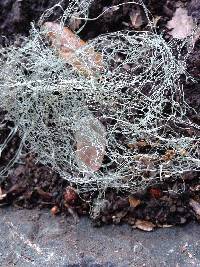 Ramalina menziesii image