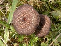 Polyporus arcularius image