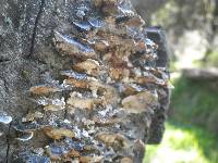 Trametes versicolor image