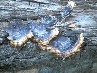 Trametes versicolor image