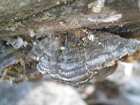 Trametes versicolor image