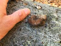 Polyporus brumalis image