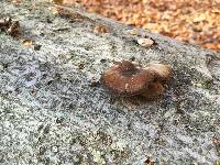 Polyporus brumalis image