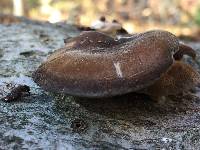 Polyporus brumalis image