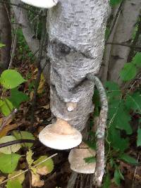 Piptoporus betulinus image