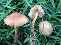 Marasmius oreades image