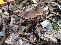 Mycena leptocephala image