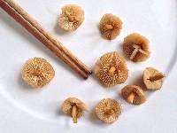 Marasmius oreades image