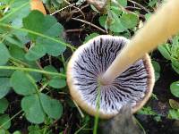 Coprinellus micaceus image