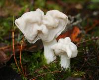 Helvella crispa image