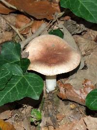 Hygrophorus arbustivus image