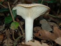 Hygrophorus arbustivus image