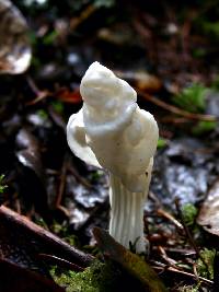 Helvella crispa image