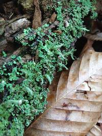 Cladonia coniocraea image