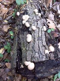 Lycoperdon pyriforme image