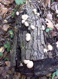 Lycoperdon pyriforme image