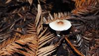 Lepiota castaneidisca image