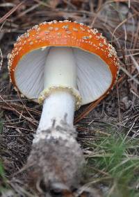 Amanita muscaria image