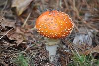 Amanita muscaria image