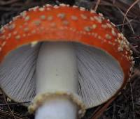 Amanita muscaria image