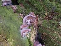 Auricularia auricula-judae image