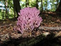 Clavaria zollingeri image