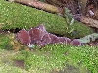 Auricularia auricula-judae image