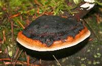 Fomitopsis pinicola image