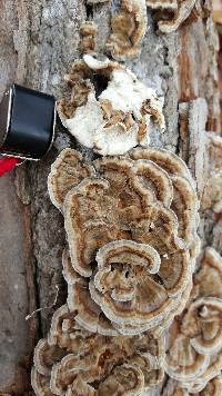 Trametes versicolor image