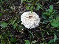 Lycoperdon echinatum image