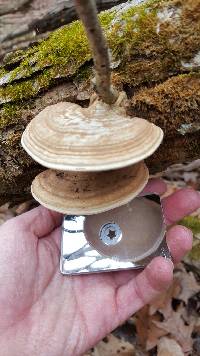 Ganoderma applanatum image