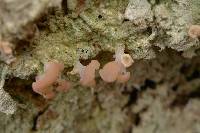 Baeomyces heteromorphus image