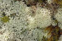 Cladonia confusa image